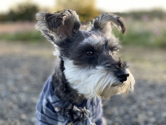 みんなのシュナ