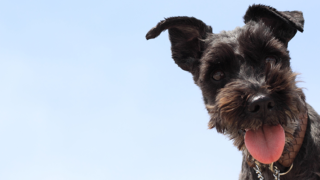 黒毛のミニチュアシュナウザー　エースの記憶